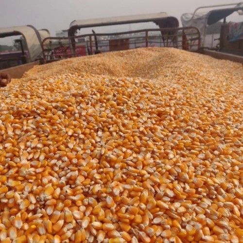 White and Yellow Maize