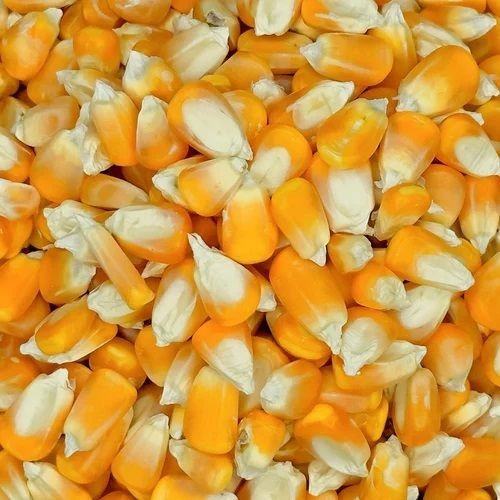 White and Yellow Maize