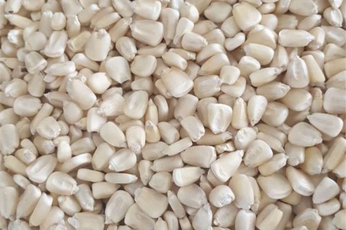 White Maize for Sale