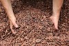 100% Cocoa Beans